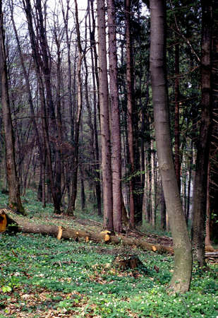 Springtime in the forest: fresh air and grass