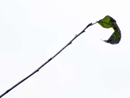 Bough and leaf on white backgroundの写真素材
