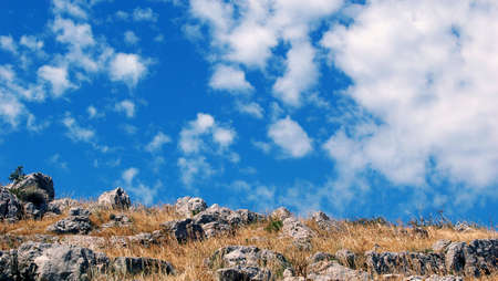 Summer feeling: yelow grass and blue skyの写真素材