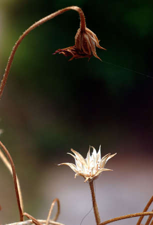 Two dry floral in the meadowの写真素材