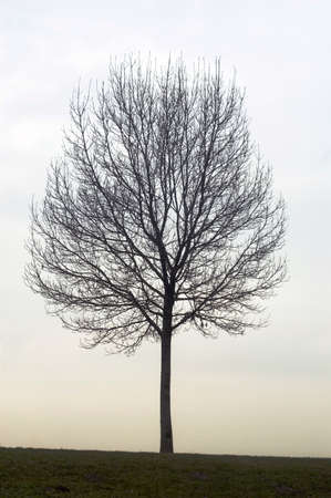 Alone naked tree in the fall period of yearの写真素材