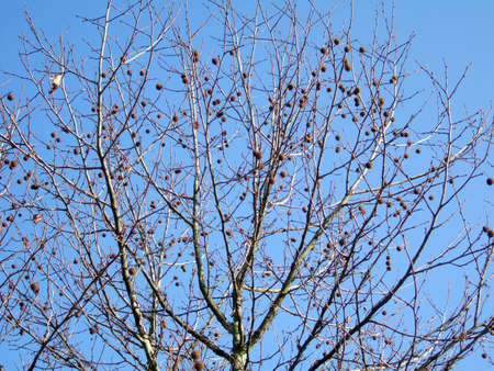 Autumn trunks in the clear blue sky