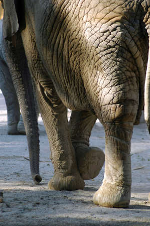 Lonely elephant in the ZOO - skin surfaceの写真素材