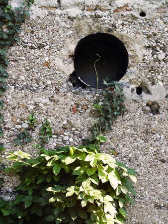 Stone wall with ivy on the old factoryの写真素材