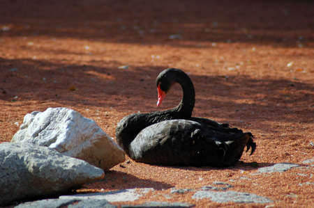 Unique black swan bird taken on the zoo parkの写真素材