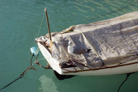 Part of old wooden boat and sea gullの写真素材