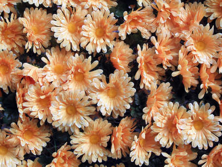 Flower wall - nice plastic artificial flower on the wallの写真素材