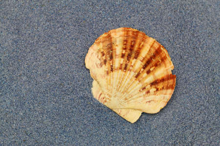 Sea shell on blue crystal sandの写真素材