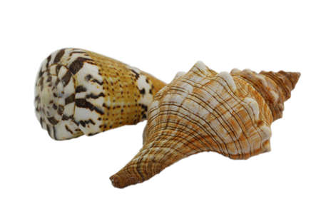Two exotic seashells isolated on white, close upの写真素材