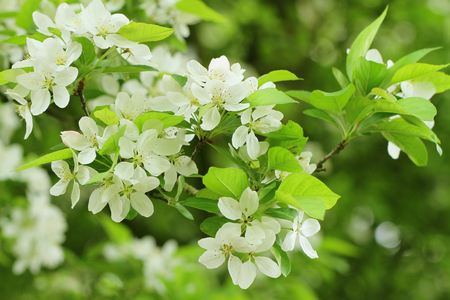 Cherry blossom, close upの写真素材