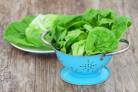 Green lettuce leaves in blue colanderの写真素材