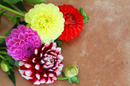 Colorful dahlia flowers on terracotta surface with copy spaceの写真素材
