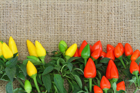 Hot red and yellow chili peppers on jute surface with copy spaceの写真素材