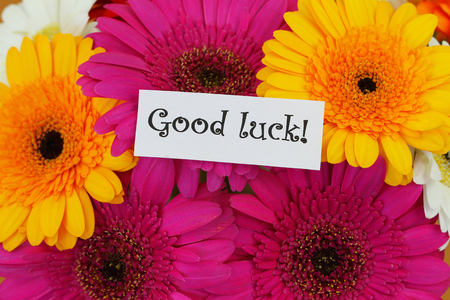 Good luck card with colorful gerberasの写真素材