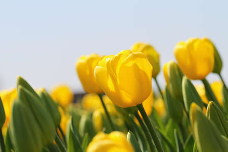 Yellow tulips in spring time, close upの写真素材