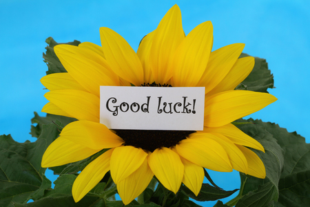 Good luck note on sunflowerの写真素材