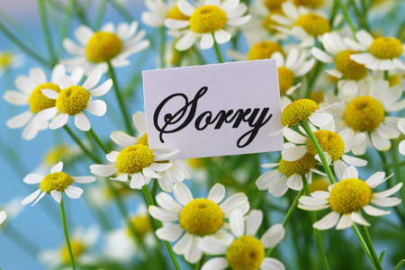 Sorry card with chamomile flowers on blue backgroundの写真素材