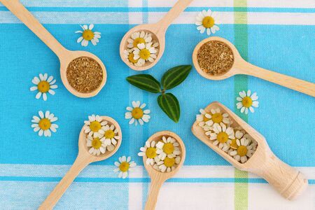 Fresh and dried chamomile flowers on wooden spoons on blue clothの写真素材