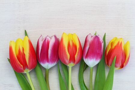 Colorful tulips on white wooden surface with copy spaceの写真素材