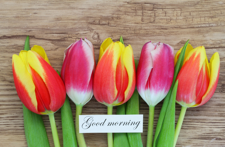 Good morning card with colorful tulipsの写真素材