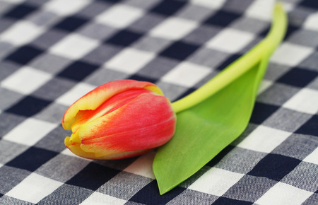 Red and yellow tulip on checkered cloth with copy spaceの写真素材