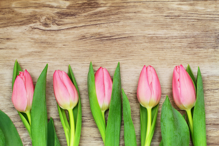 Pink tulips laid out in a row on wooden surface with copy spaceの写真素材
