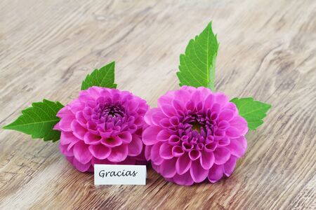 Gracias (which means thank you in Spanish) with two pink dahliasの写真素材
