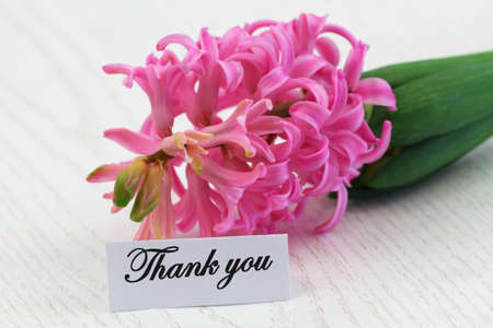 Thank you card with pink hyacinth flowerの写真素材