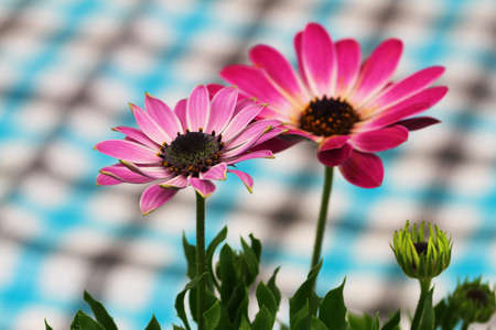 Two pink gerbera daisies with checkered cloth in the backgroundの写真素材