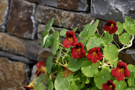 Tropaeolumの写真素材