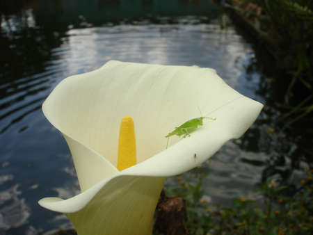 Flower Milk Glass Bicchiere da latte ai fiori Flower Milk Glassの写真素材