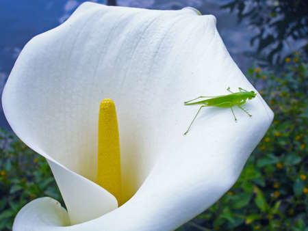 Flower Milk Glass Bicchiere da latte ai fiori Flower Milk Glassの写真素材