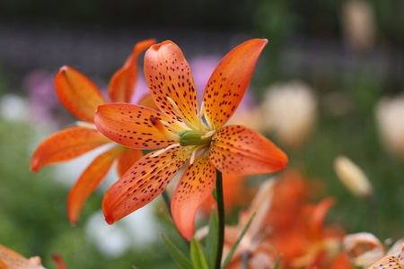 tiger lilyの写真素材