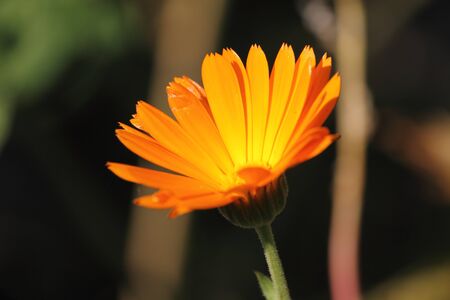 flowerの写真素材