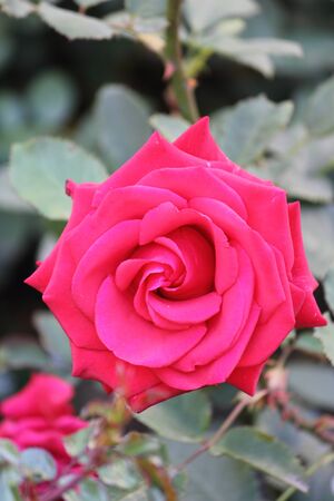 flower in the gardenの写真素材