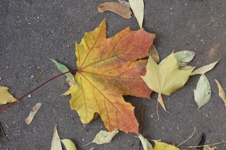 autumn leafの写真素材