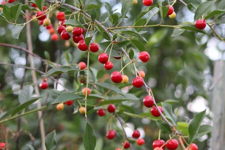 cherryの写真素材