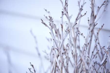 Vintage background from the twigs against the wallの写真素材