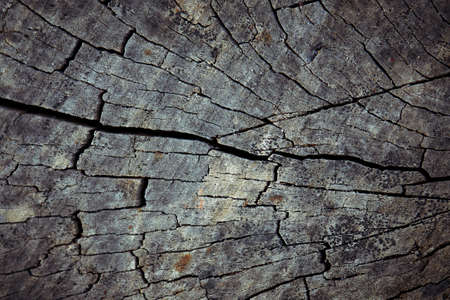 The surface texture of the old stump crackedの写真素材
