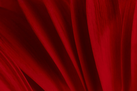 Background of the Petals of red gerbera macroの写真素材