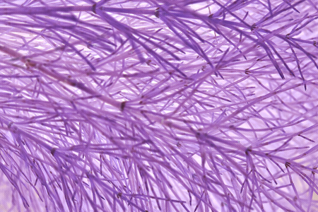 Background of violet blades of grass on a light backgroundの写真素材