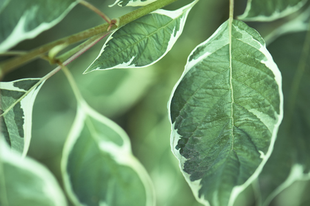 background of green leaves with a white border summerの写真素材