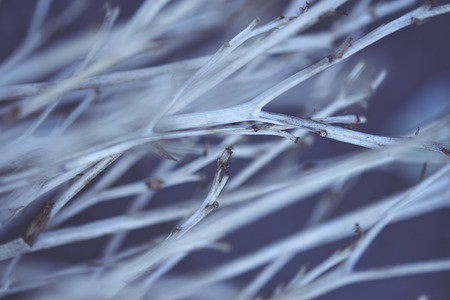 dry branchesの写真素材