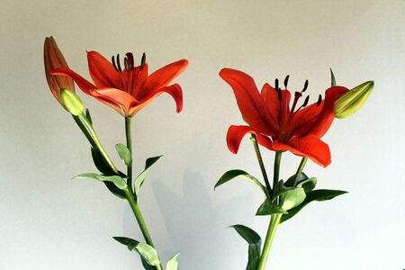 liliumsの写真素材