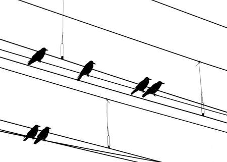 Rook Silhouettesの写真素材