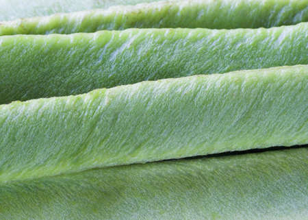 Runner Beansの写真素材