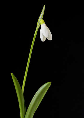 Snowdrop Flowerの写真素材