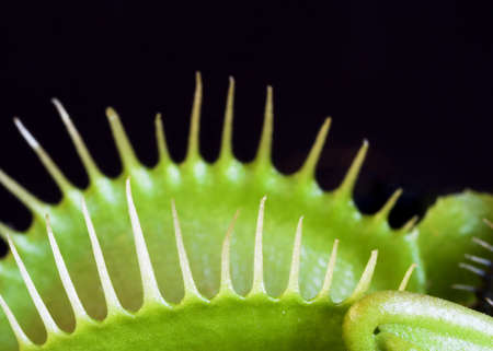 Venus Fly Trapの写真素材