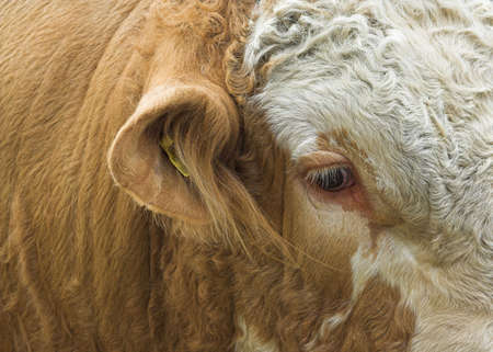 Simmental Bullの写真素材
