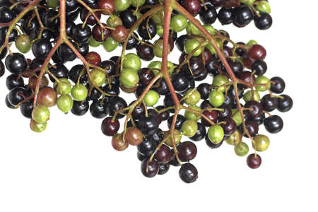 Ripening Elderberriesの写真素材